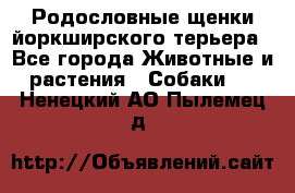 Родословные щенки йоркширского терьера - Все города Животные и растения » Собаки   . Ненецкий АО,Пылемец д.